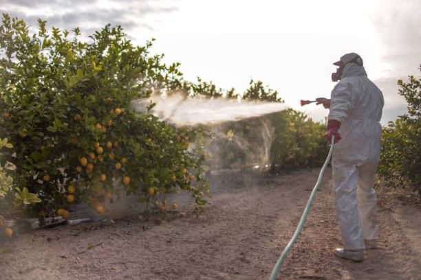 Best Residential Pest Control  in Panama, OK
