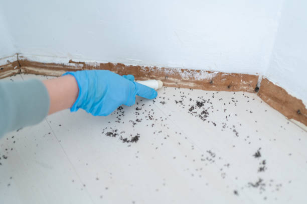 Best Pest Prevention Services  in Panama, OK